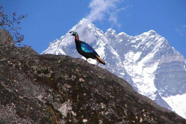 Nepal-national-bird