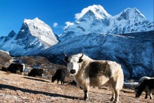 Yak – Long-haired Himalayan Bovine
