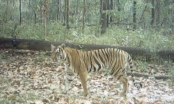 CNP recognized as best conservation area for tigers